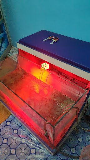 GENIE FISH SPA SOALPUR